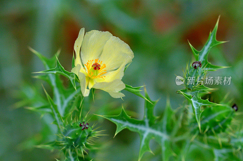 墨西哥凤尾草/墨西哥多刺罂粟:艳丽的黄色花朵